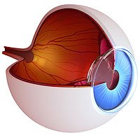 Diagram of a Retina