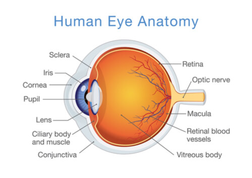 Retina Eye Test